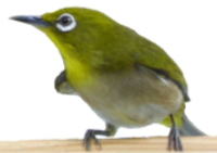 C[W